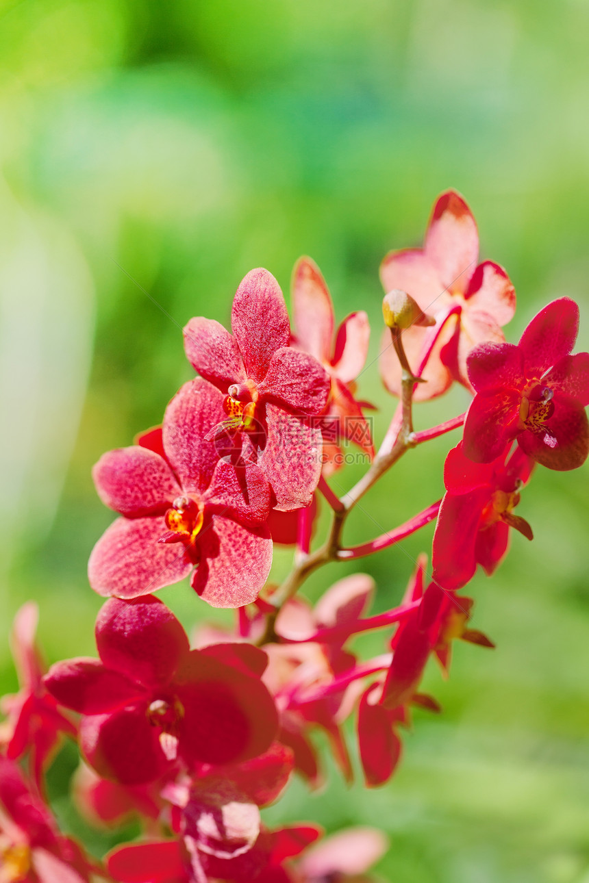在巴厘岛生长的外来红色兰花图片