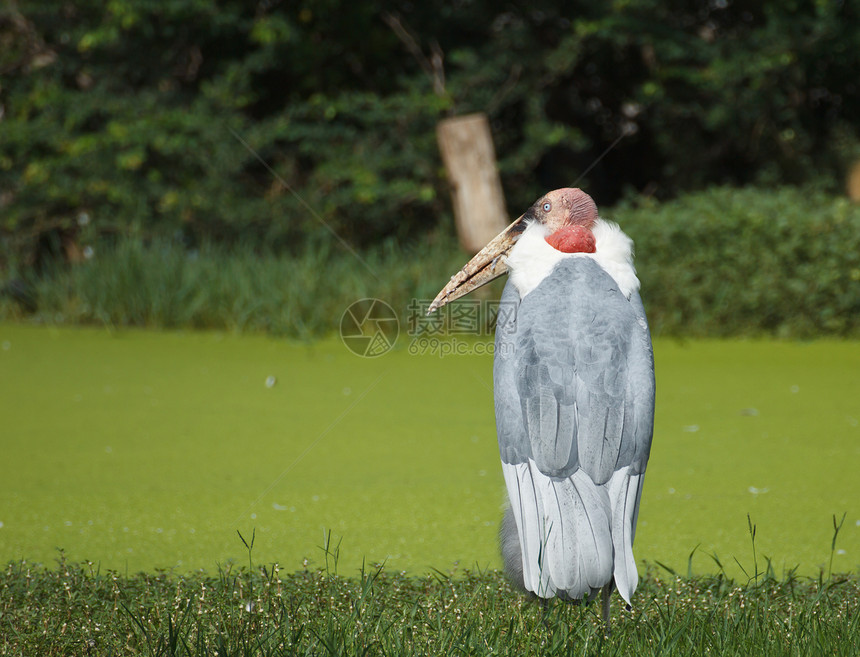 鸟自由动物群身体动物翅膀紫色账单优美环境荒野图片