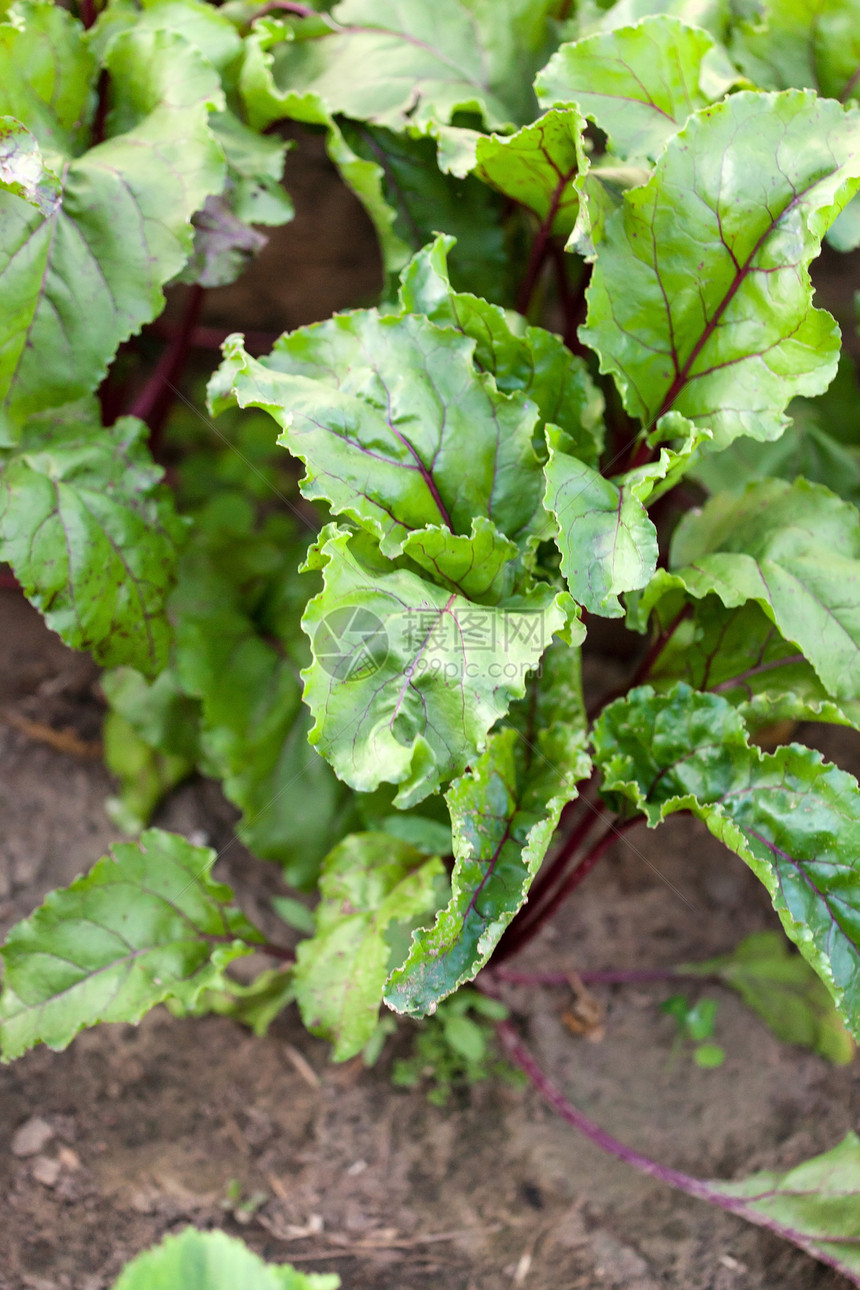 花园里有木雕蔬菜粉色橙子菠菜健康绿色收成食物彩虹营养图片