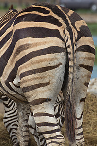 斑马角马平原公园旅行草原马属野生动物情调异国脖子背景图片