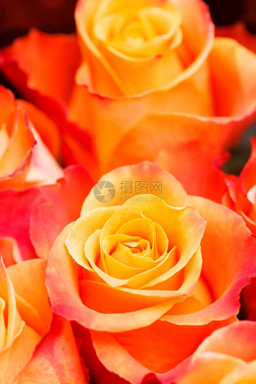 漂亮的玫瑰花情感礼物生日香水活力新娘橙子婚礼花束香气图片