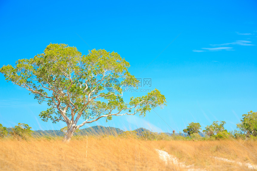 萨凡纳景观衬套生态风景树干旅行公园蓝色荒野植物平原图片