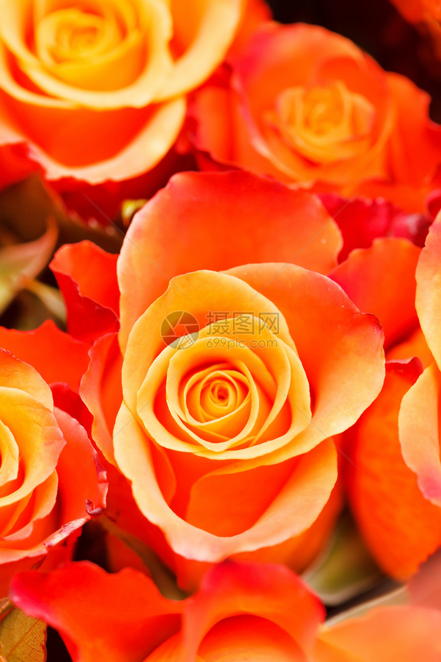 漂亮的玫瑰花婚礼生日香水香气花束情感芳香礼物展示疗法图片