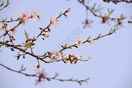 粉红桃花花粉色叶子花瓣天空植物群生长树干背景图片