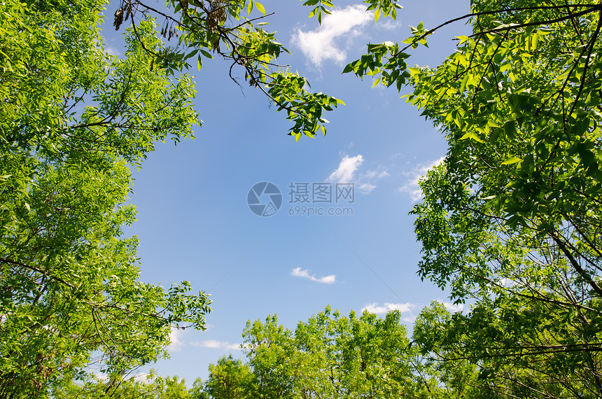 木柴中的天然框架天气叶子天堂蓝色天空枝条场景阳光草地季节图片