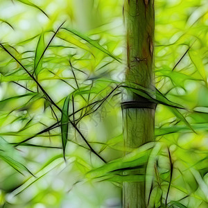 花园里的绿竹林树林异国植物叶子气候森林竹子园艺热带生长背景图片