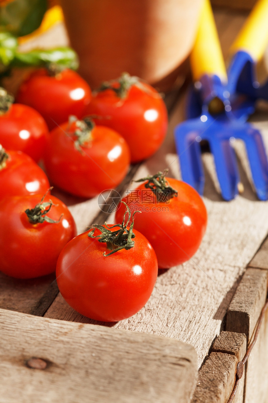木本底新鲜番茄工具静物营养花园生产水果饮食沙拉收获食物图片