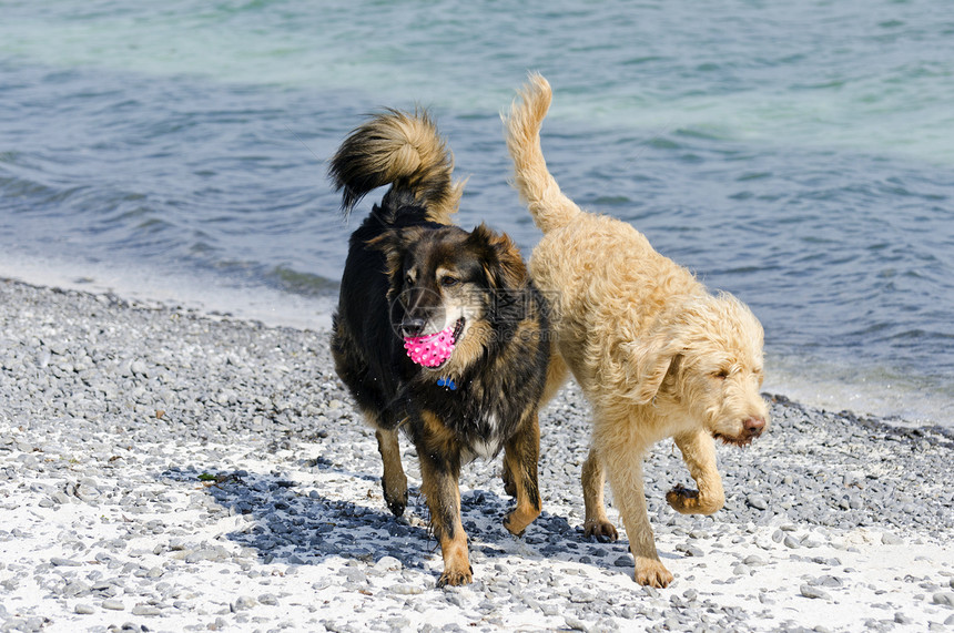 海滩上的狗狗小狗犬类鼻子眼睛宠物耳朵海岸线图片