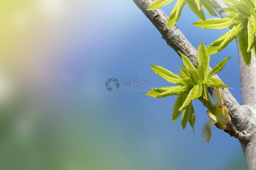 花叶森林植物叶子季节魔法明信片蓝色发光公园天空图片
