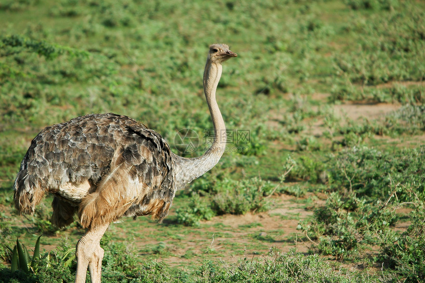女索马利食食动物野生动物动物群游客翅膀羽毛骆驼女性旅行荒野动物图片