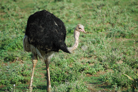 雄性索马里食肉动物荒野动物群羽毛鸟类旅行野生动物鸵鸟裂谷游客骆驼背景
