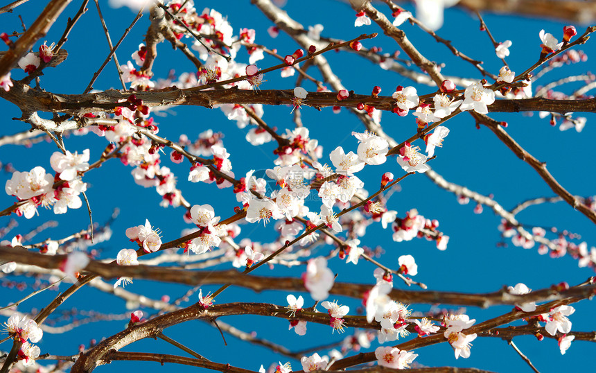 春花白花树图片