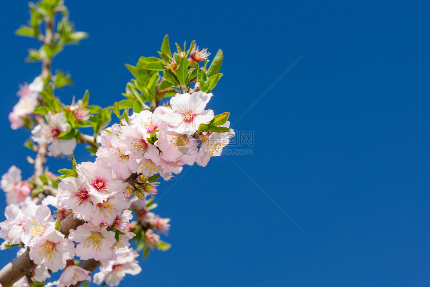春季粉红色盛开的一连串春花图片