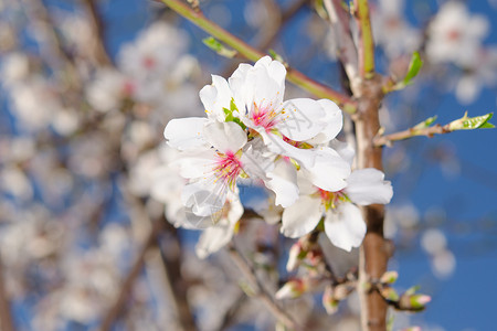 产蜜树开花的一群蓝色的高清图片素材