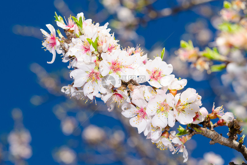 杏树的春花图片
