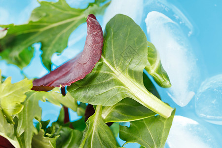 冰梅凉瓜新鲜沙拉叶炊具菊苣火箭菠菜蔬菜花园美食盘子蓝色绿色背景