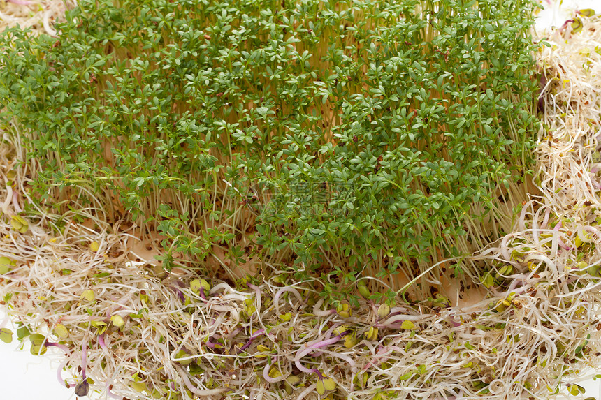 白色背景上新鲜的紫花芽和丝质沙拉草本植物粮食谷物种子厨房饮食食物水芹生活图片