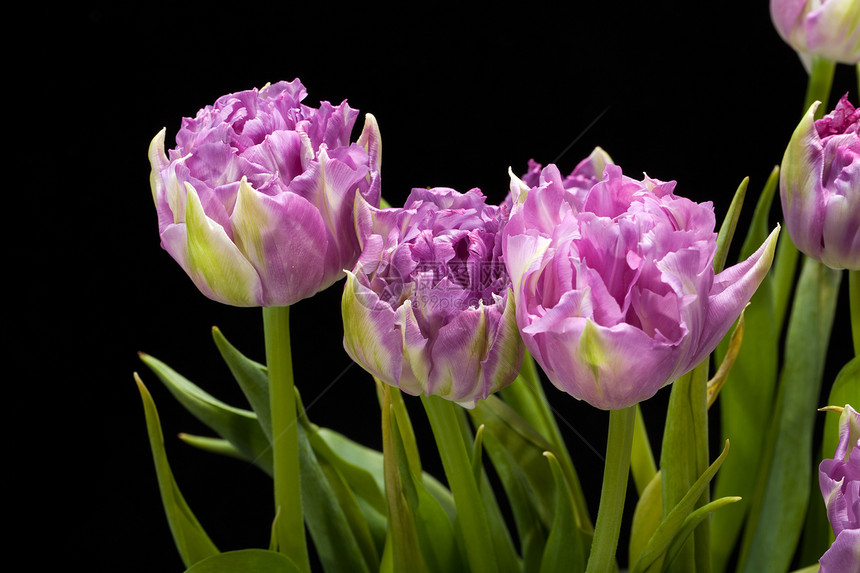 美丽的紫色郁金香 被黑色隔绝文化植物学花束边缘植物灯泡磨损淡紫色条纹花瓣图片