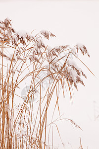 寒冷的冬季植物学棕色魔法植物衬套冻结背景图片