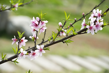 粉红桃花花粉色树干植物群叶子生长花瓣背景图片