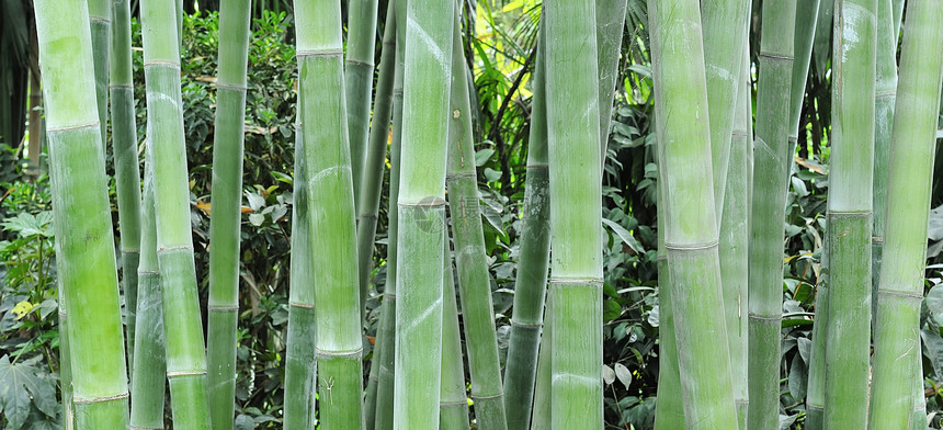 竹木的果实生长树林树干叶子竹子花园气候植物热带森林图片