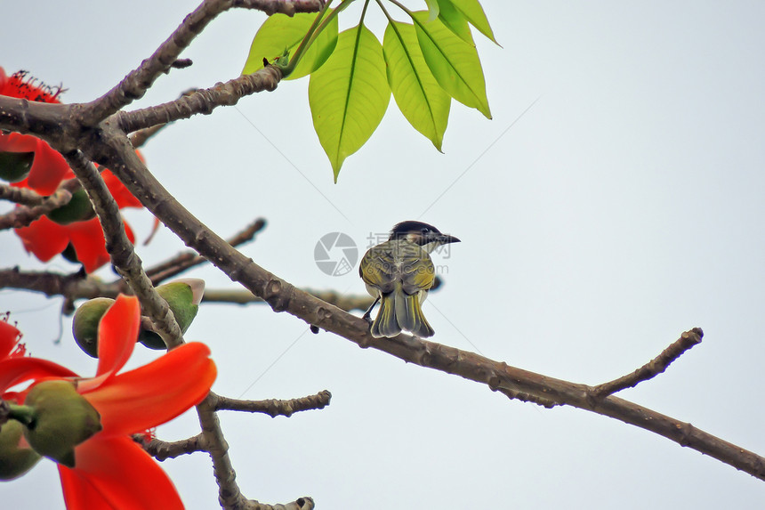 卡波克人和鸟天空环境花朵食物木棉红色花园树木植物鸟类图片