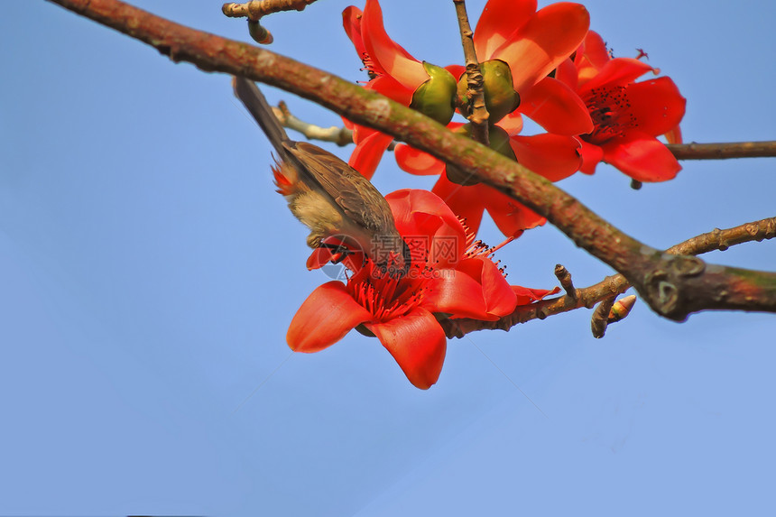 卡波克人和鸟红色鸟类食物花朵植物环保热带环境花园树木图片