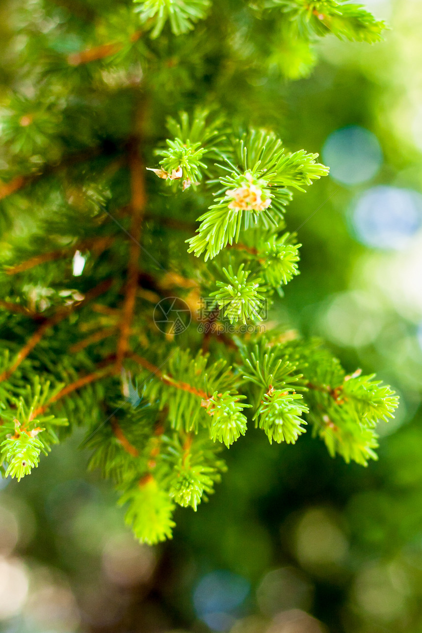 树枝上的松针树木森林植物群叶子棕色松树植物发芽分支机构绿色图片