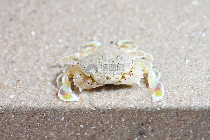 沙子上的螃蟹海岸线野生动物宏观动物贝类海洋甲壳旅行生活荒野图片