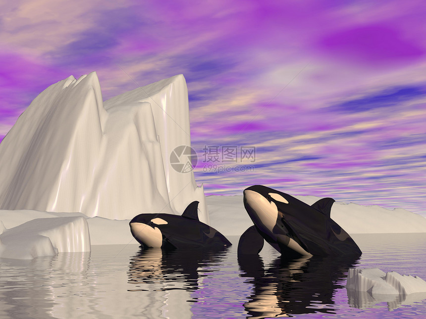 Orca 旅程  3D动物飞溅哺乳动物生物鲸目冰山天空紫色潜水插图图片