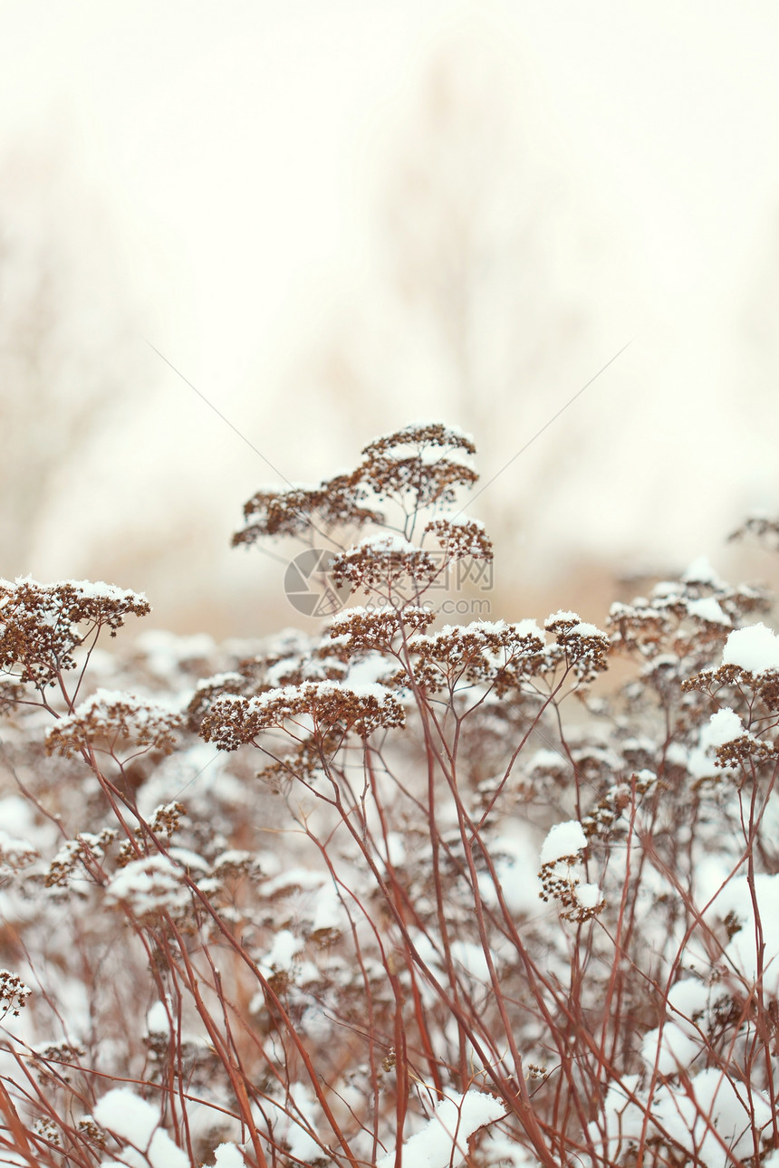 积雪中的植物白色雪花奶牛天气温度冻结季节调子宏观植物群图片