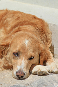 金犬贺岁在街上放松的金色复流狗狗背景
