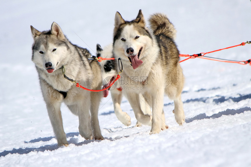 工作时的哈斯基雪橇狗队犬类舌头竞赛跑步荒野娱乐哺乳动物宠物动物运输图片