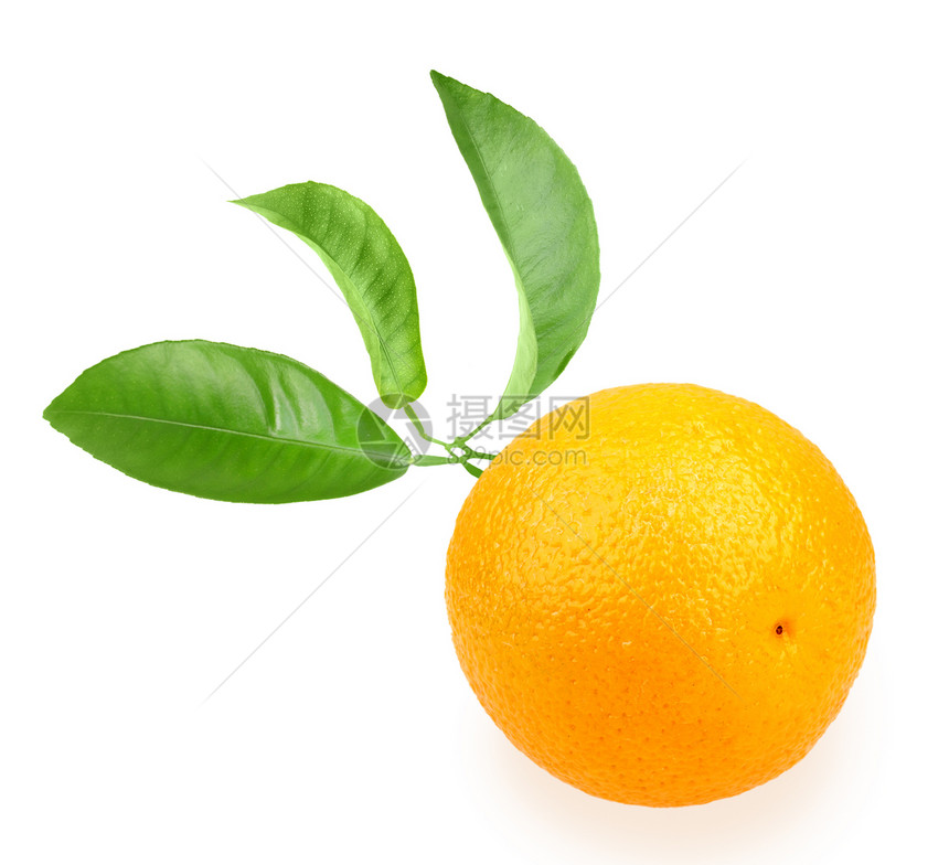 橙和分支图片