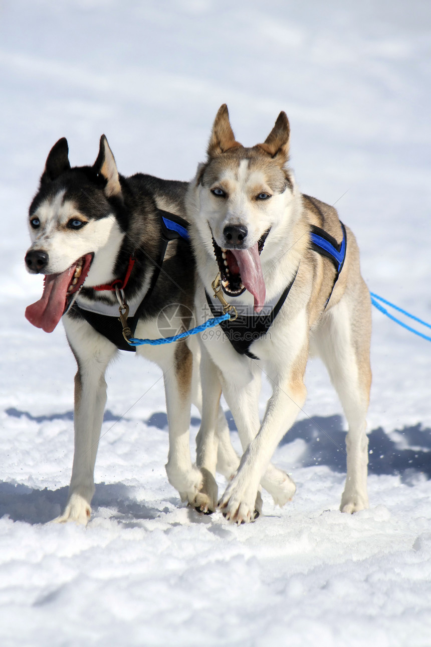 工作时的哈斯基雪橇狗队马具雪橇运输哺乳动物眼睛舌头速度荒野朋友娱乐图片