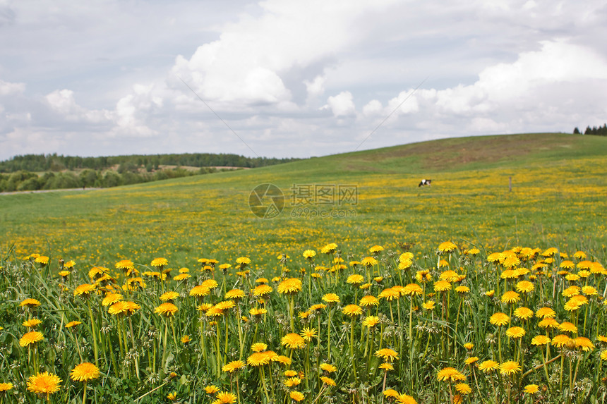 花朵字段叶子场地活力牧场土地花瓣美丽农场乡村城市图片