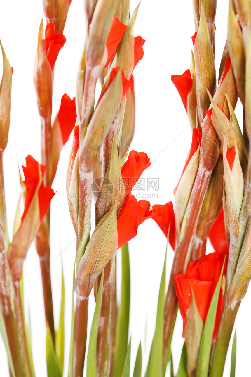 白色的格迪奥卢斯花园红色念日雌蕊花束花瓣叶子礼物植物园艺图片