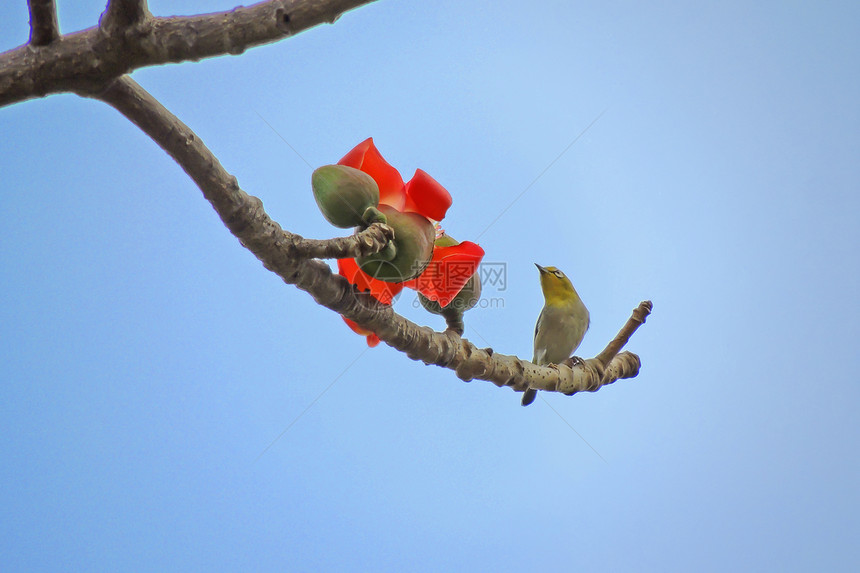 卡波克人和鸟鸟类热带天空红色树木花园食物植物松鼠木棉图片