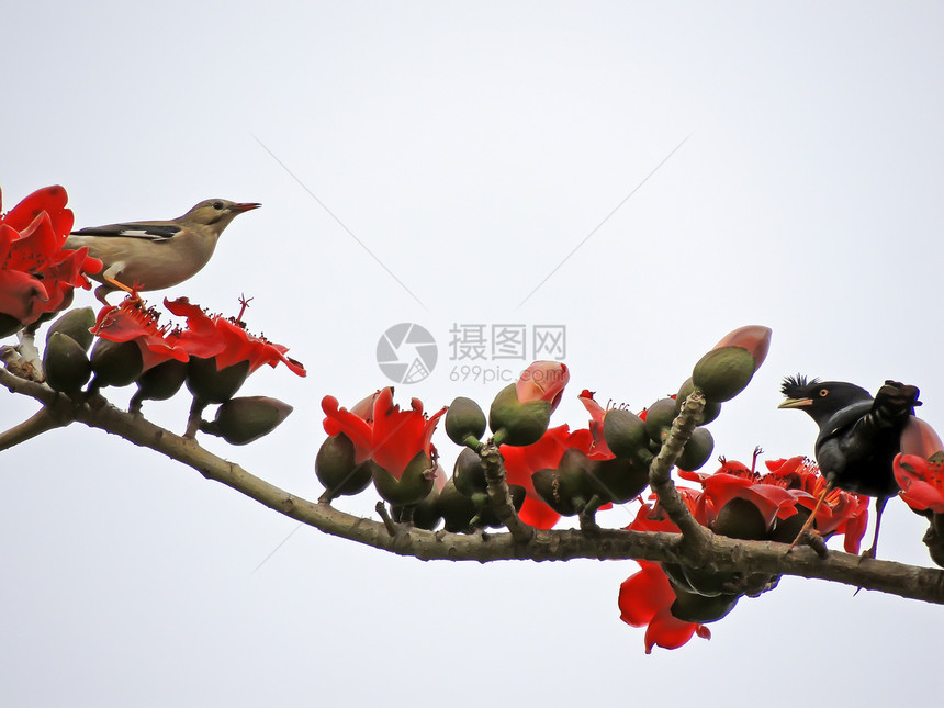 卡波克人和鸟食物环境花园木棉天空鸟类红色花朵松鼠树木图片