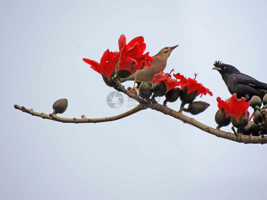 卡波克人和鸟热带食物环境植物红色木棉松鼠花朵环保天空图片