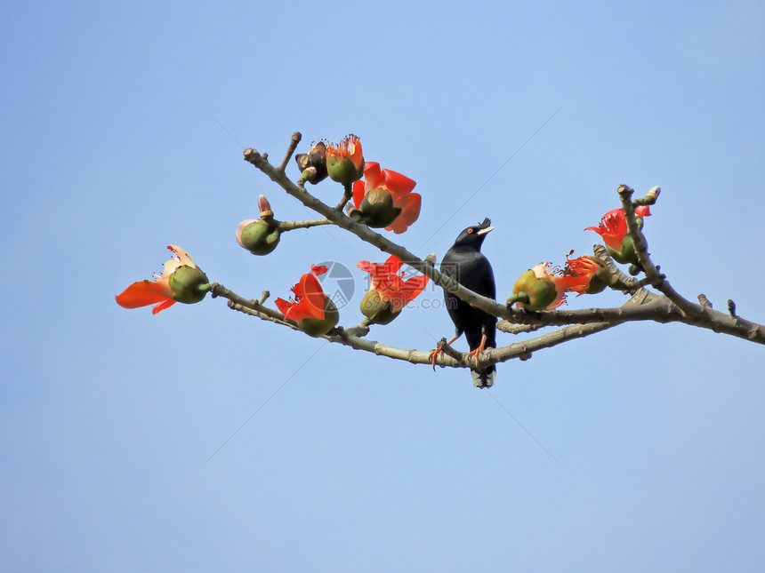 卡波克人和鸟热带树木花朵植物环境花园红色鸟类食物环保图片