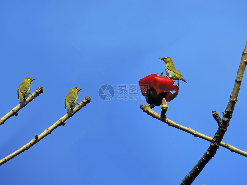 卡波克人和鸟花园环保植物树木花朵环境热带天空食物鸟类图片