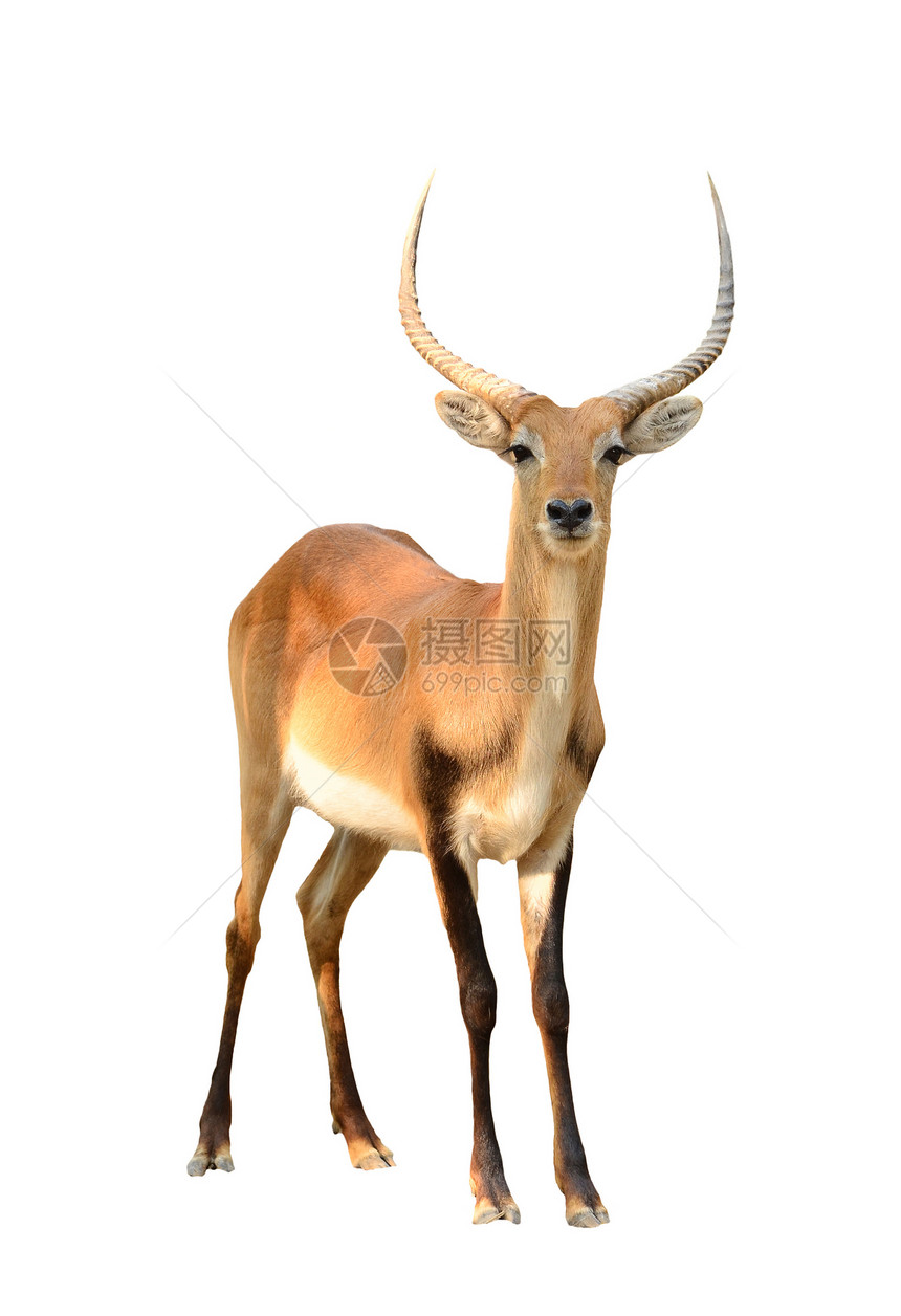 在白色背景上隔离的红色白色列哺乳动物羚羊沼泽食草动物荒野棕色喇叭栖息地眼睛图片