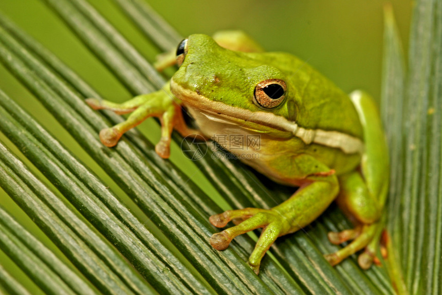 绿树青蛙两栖动物热带树蛙叶子图片
