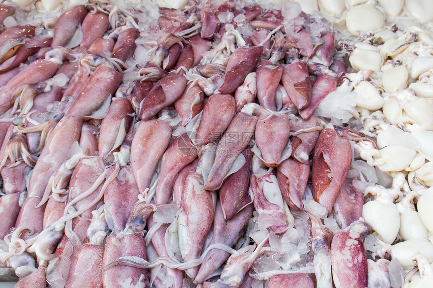 新鲜鱿鱼海鲜团体头足类钓鱼章鱼美食市场销售乌贼海洋图片