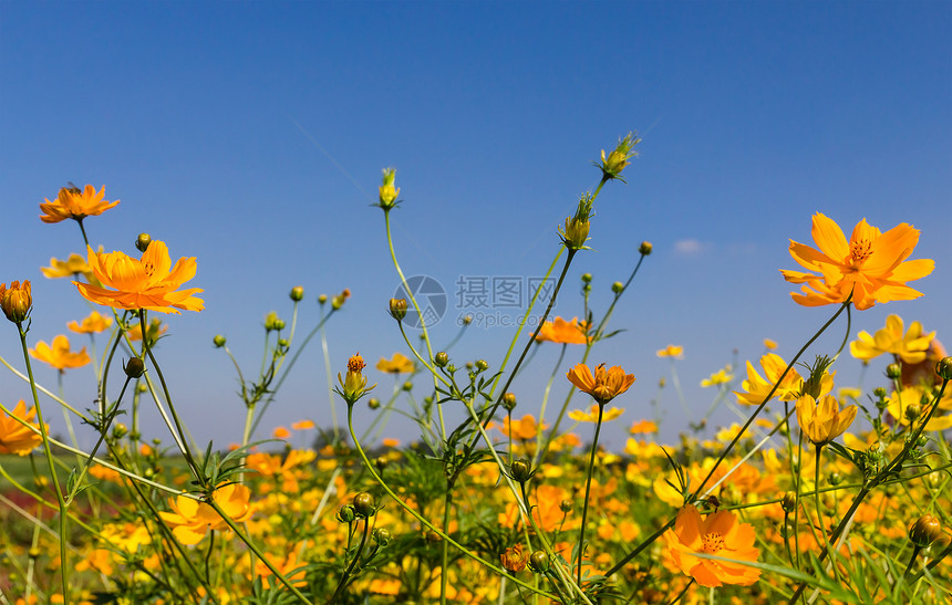黄色宇宙花朵花瓣草地雏菊植物叶子季节场地植物群花园森林图片