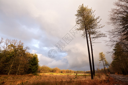 德温德罗德维尔德夫尔德风景中的松树高清图片
