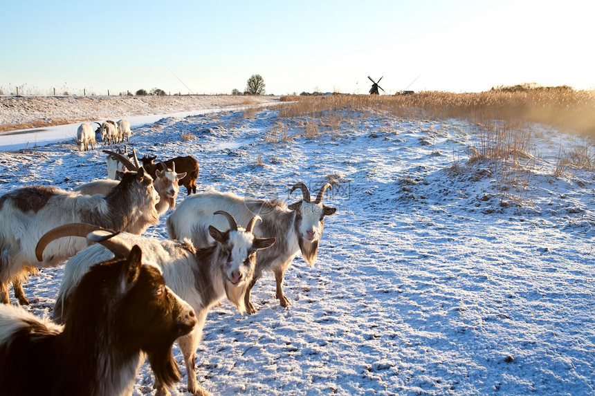 在雪牧场上放牧的山羊图片
