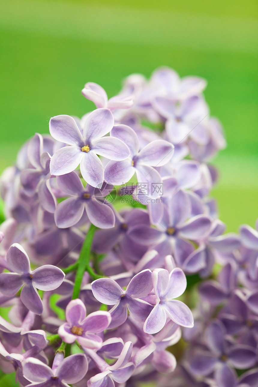 灌木丛中盛开的泉水灌木衬套紫丁香花序花朵紫色雌蕊季节植物群栽培图片