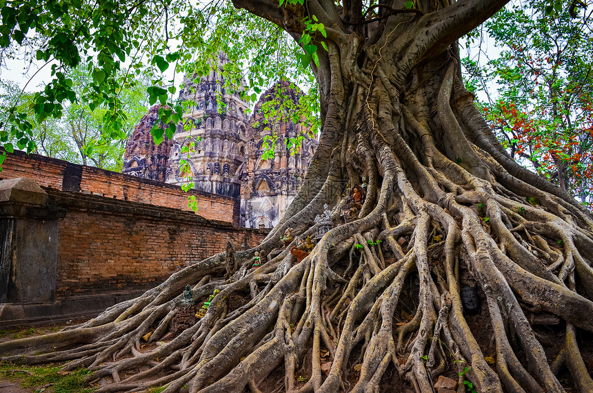 有寺庙背景的Sukhothai历史公园树根图片